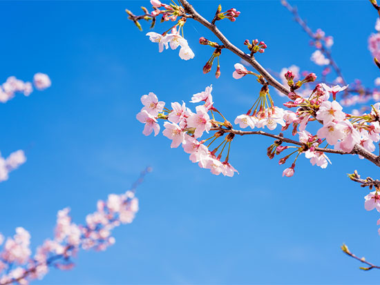 3月イベント開催!!!健康的に歩くことを楽しもう！